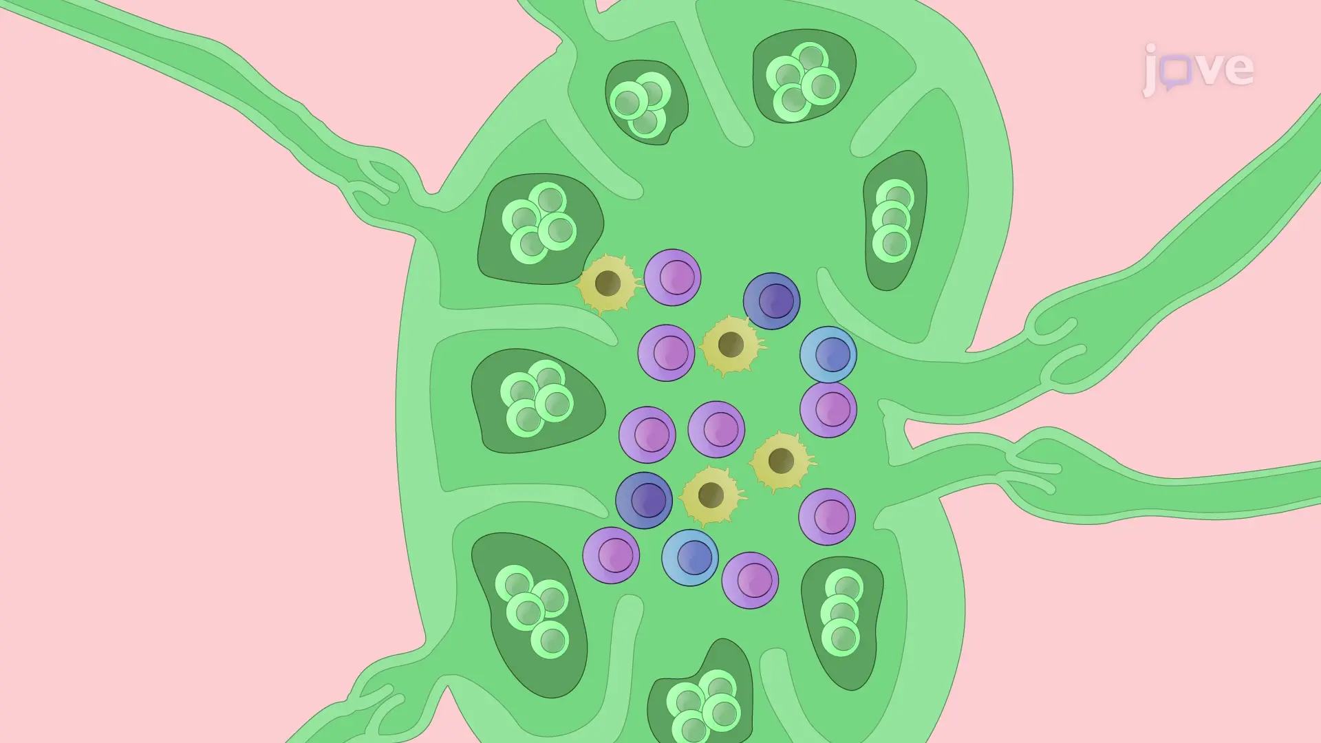 Immune Response
