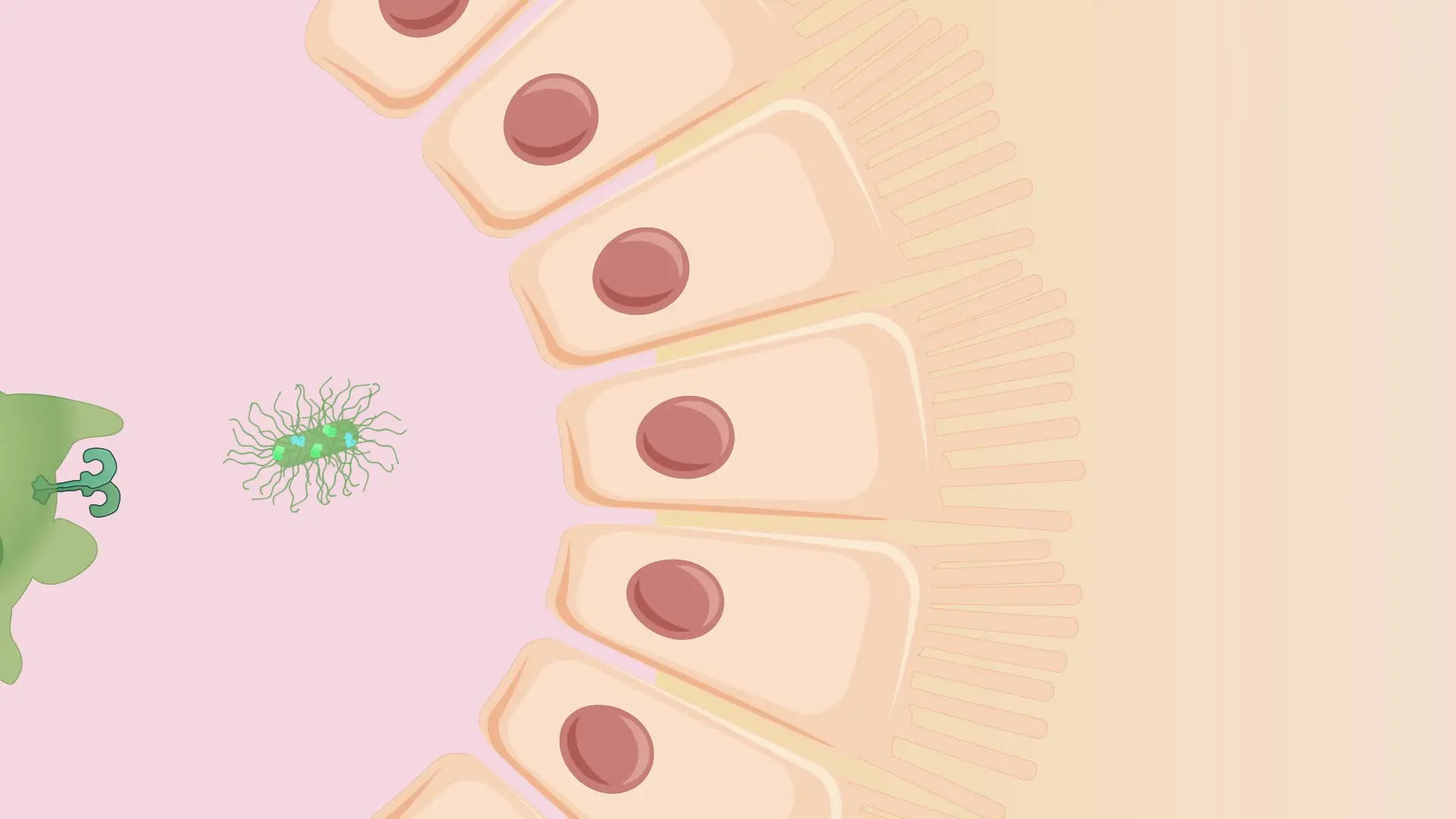 Immunopathology