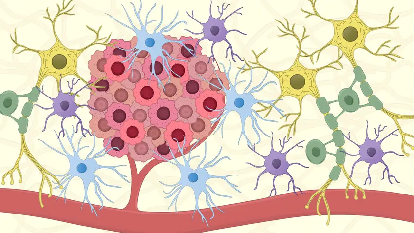 Neuropathology
