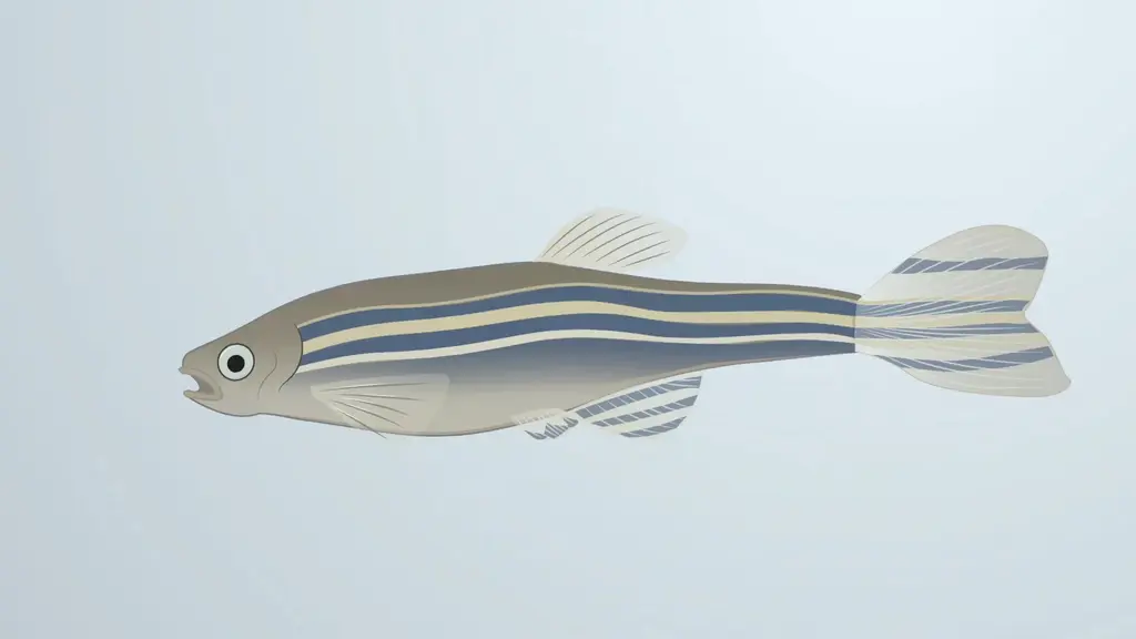 Danio rerio (zebrafish)