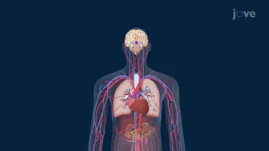 Integration in Breathing Cycle Modeling