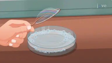Surface Normals and Orientation