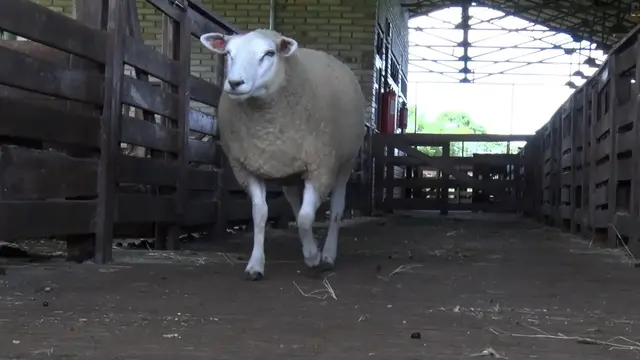 Establishment and Evaluation of a Sheep Model of Full-thickness Osteochondral Defect