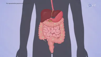 Bacteria and Humans