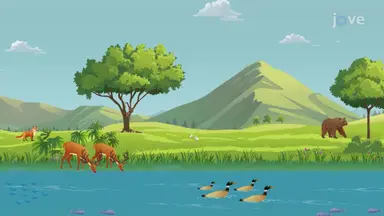 Importance of Biodiversity