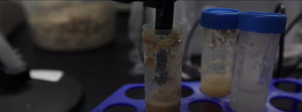 Laboratory setup for sample preparation in chromatography. Test tubes with biological samples.