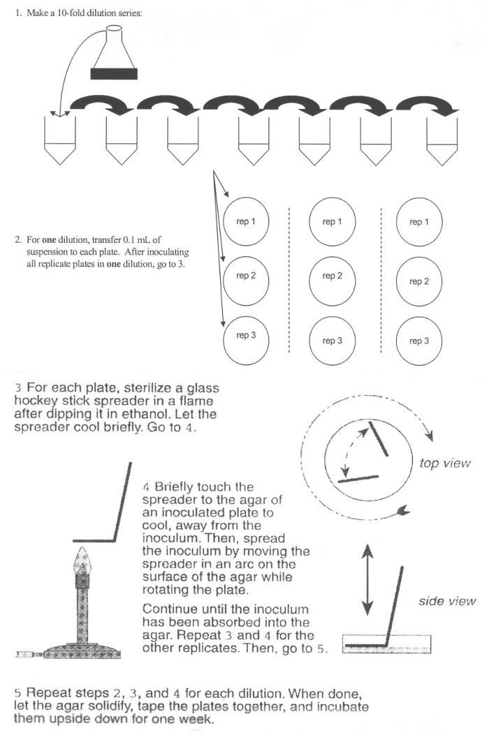 10-fold dilution method, diagram, agar plate replication, inoculum spreading, microbiology lab.