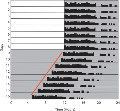 figure-protocol-2 Circadian rhythm activity chart, time vs. days, behavioral sleep analysis.