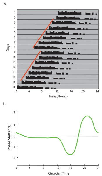 figure-protocol-4 Circadian rhythm analysis; double-plotted actogram, phase shift graph.