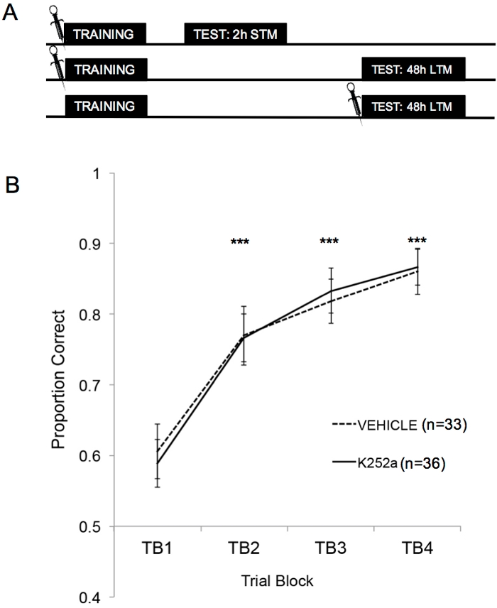 figure-results-2 Experimental learning process diagram and chart; trial block analysis of STM and LTM accuracy.