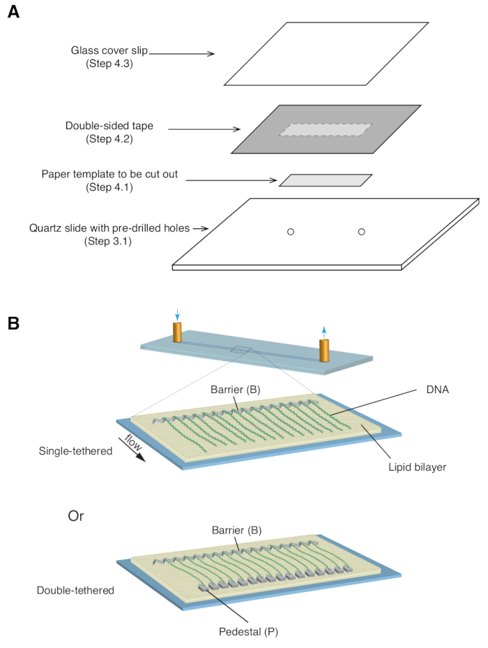 figure-results-1 DNA substrate preparation and lipid bilayer setup diagram; assembly steps and tethering methods shown.