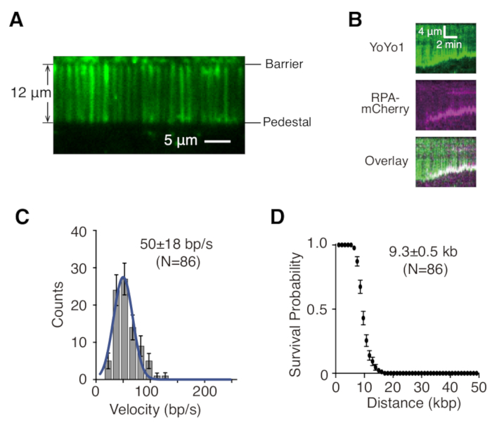 figure-results-2 DNA replication dynamics, barrier-pedestal setup (A), fluorescence overlay (B), velocity histogram (C), survival probability chart (D).
