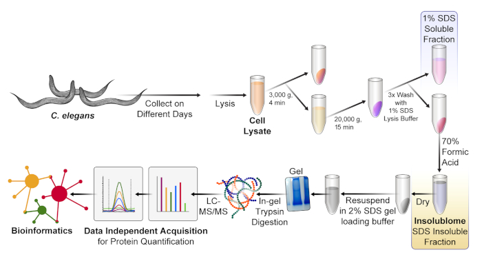 C. elegans proteomics workflow; LC-MS/MS data analysis, SDS gel, protein quantification process.