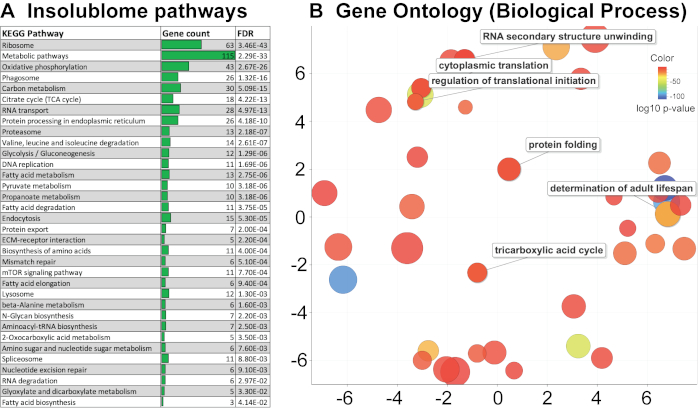 Insolublome pathways bar chart, gene ontology bubble chart, biological processes analysis.