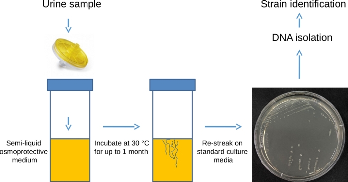 Urine sample incubation process and bacterial strain identification diagram, DNA isolation steps.