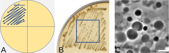 Streak plating diagram, agar plate streaks, bacterial colony microscope image for microbial isolation.