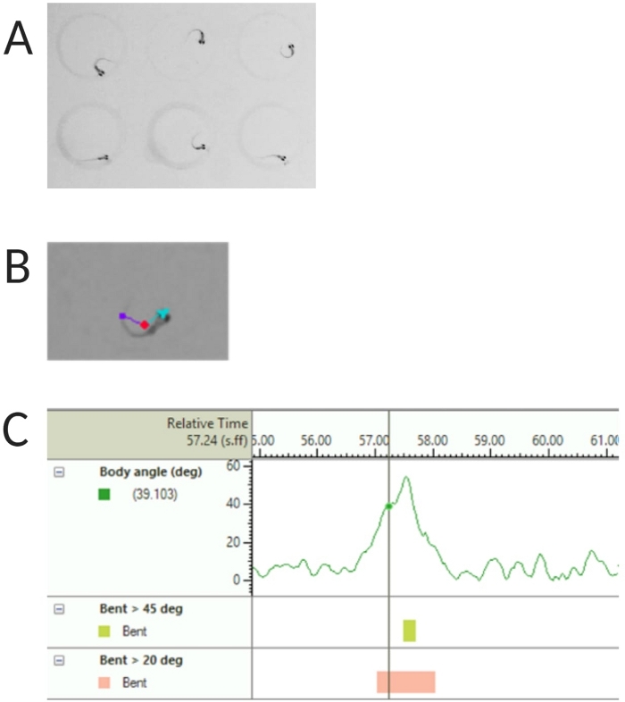 Fish locomotion analysis; movement tracking diagrams and behavior graph in aquatic research.