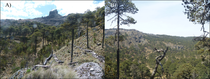 Mountain ecosystem; pine forest landscape; vegetation comparison; ecology study.