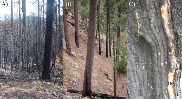 Forest fire impact and recovery; showing burned forest, regrowth area, and tree ring analysis.