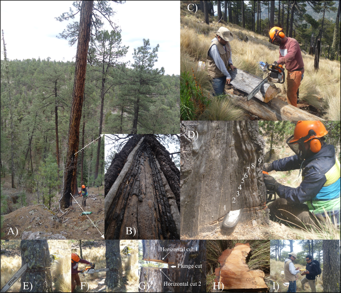 Tree sampling for dendrochronology, showing chainsaw and core extraction techniques, forest study.