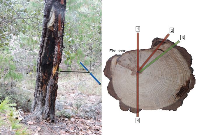 Tree fire damage analysis; ring growth diagram showing fire scar identification in cross-section.