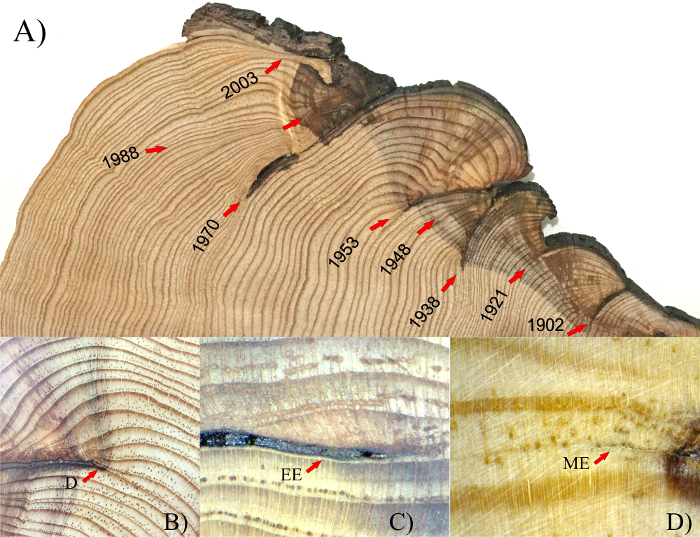 Tree ring analysis diagram; dating growth rings, dendrochronology; close-up sections with markings.