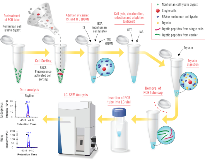 figure-introduction-1 Cell sorting and analysis workflow: diagram of nonhuman cell lysate digestion using LC-SRM and FACS.
