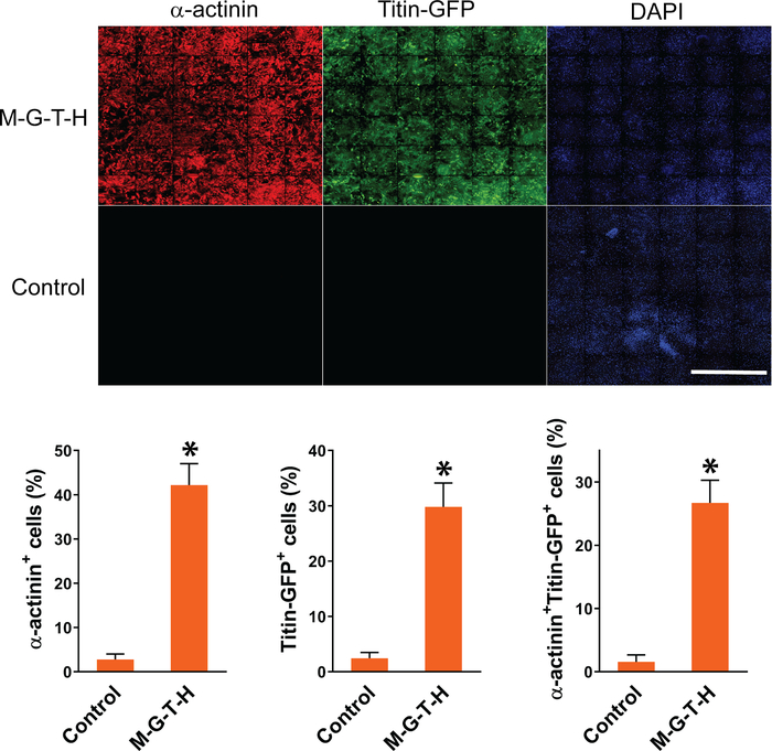 figure-results-1 α-肌动蛋白、Titin-GFP、DAPI染色的荧光显微镜图像;细胞类型条形图分析。