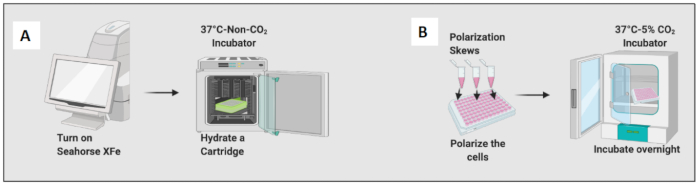 Seahorse XFe setup diagram, cell polarization and incubation process at 37°C, non-CO₂ incubator.