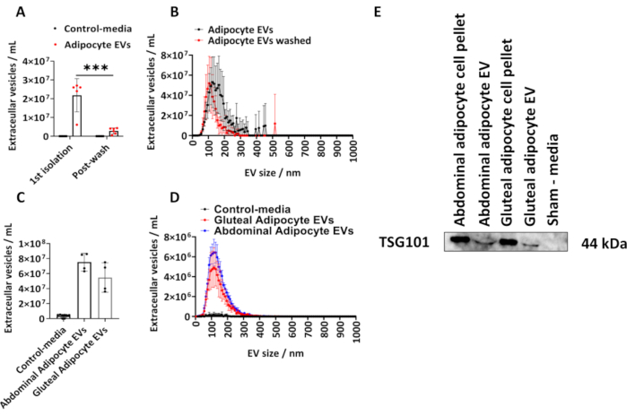 Bar and line graphs of extracellular vesicle size and concentration; TSG101 Western blot analysis.