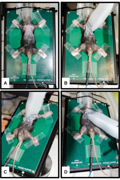 Rodent anesthesia with ultrasound probe; experimental medical procedure demonstration.