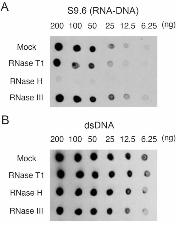 RNA-DNA hybridization dot blot assay with RNase enzymes, analyzing nucleic acid presence.