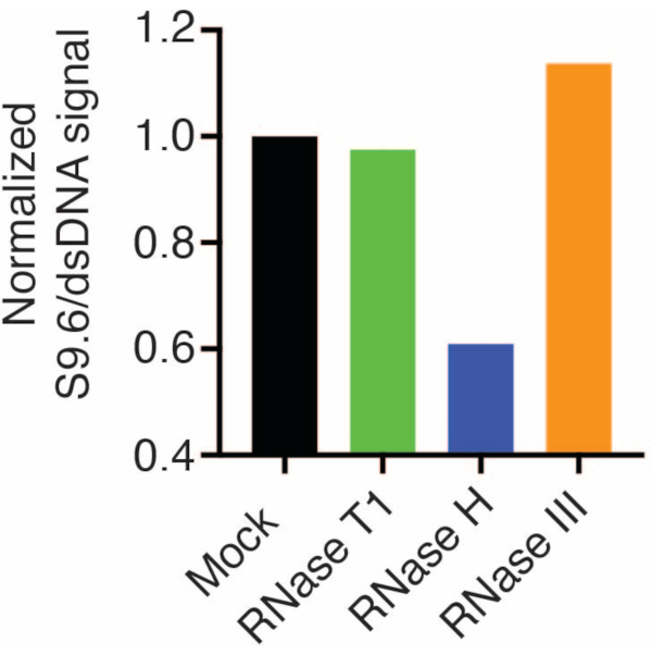 Bar chart showing RNase enzyme effects on normalized S9.6/dsDNA signal; mock to RNase III comparison.