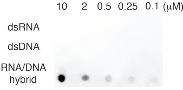 Electrophoresis result showing RNA/DNA hybrid detection across varying concentrations (10 to 0.1 µM).