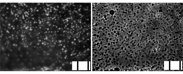 figure-results-2 Microscope image showing cell culture confluency and morphology, highlighting tissue engineering.