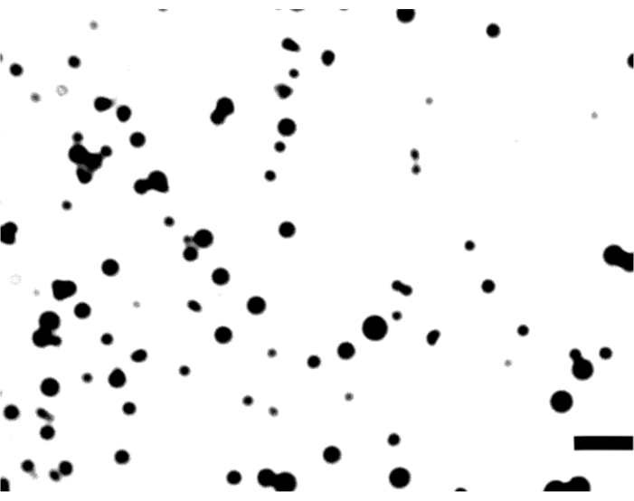 figure-results-5 Microscopy image showing particle distribution in a colloid study, highlighting aggregation patterns.