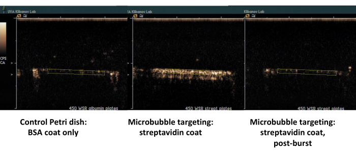 figure-results-7 Microbubble targeting ultrasound images; control vs. streptavidin coat; pre- and post-burst analysis.
