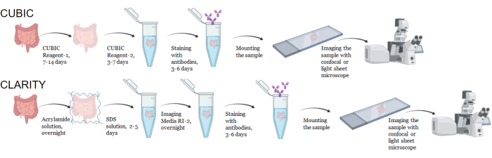figure-results-1 CUBIC vs CLARITY tissue clearing methods diagram; antibody staining; confocal/light sheet microscopy.