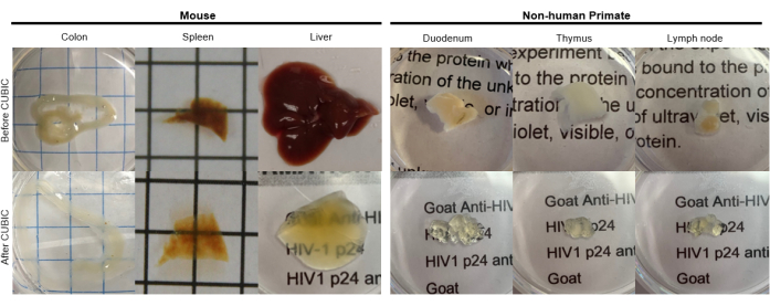 figure-results-2 CUBIC clearing technique results; comparison of mouse and primate tissue transparency; experiment.