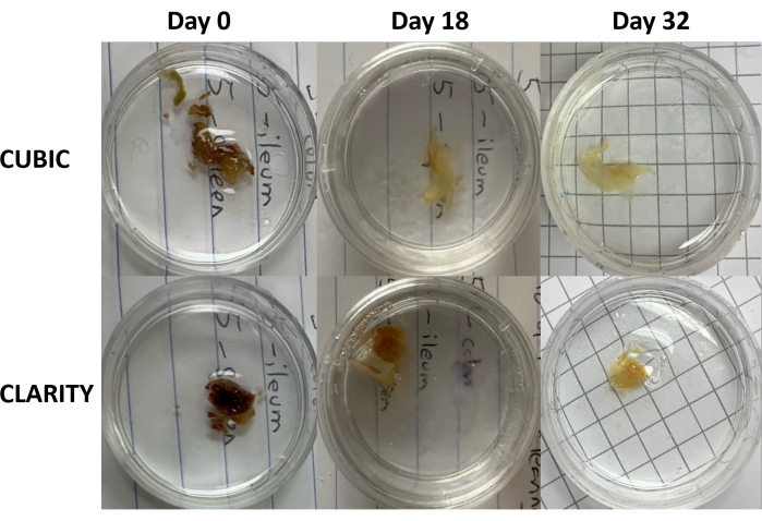 figure-results-3 Clearing process comparison of ileum samples in CUBIC vs CLARITY methods over 32 days.