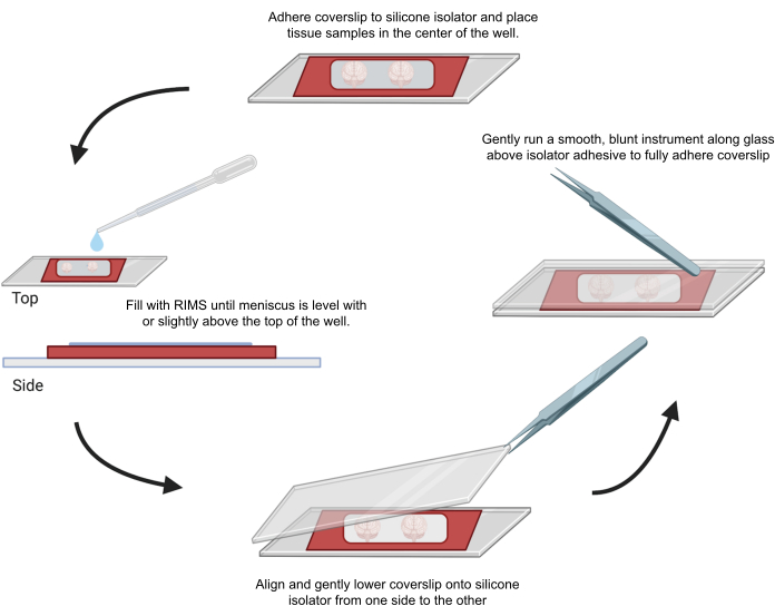 figure-results-4 Static equilibrium; tissue sample mounting diagram with silicone isolator; microscopy preparation setup.