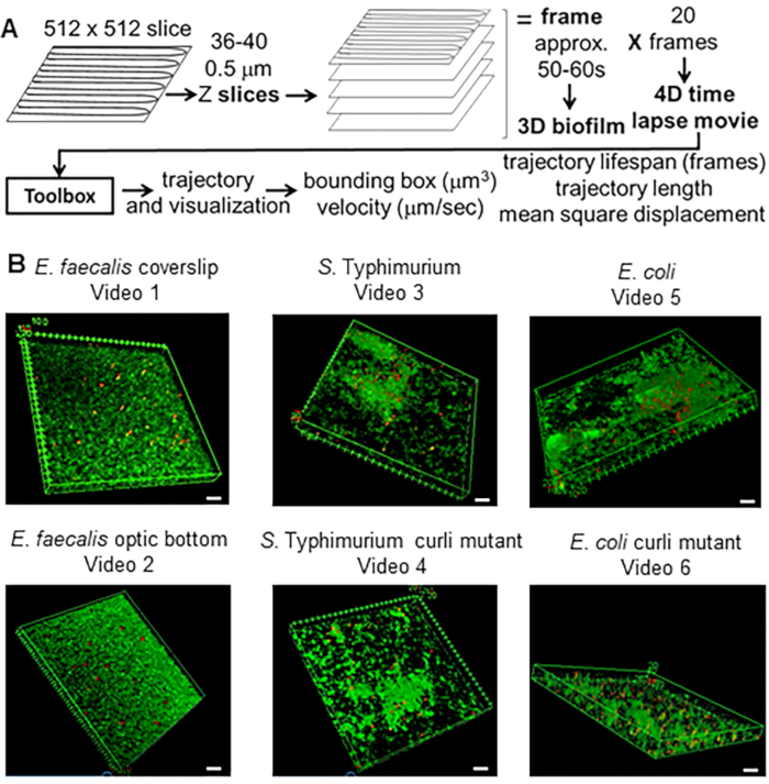 3D biofilm trajectory visualization; diagram of Z slices for biofilm time-lapse microscopy study.