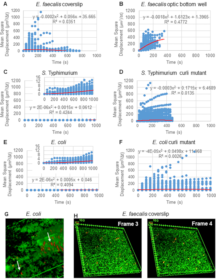 Static equilibrium analysis; mean square displacement graphs; E. faecalis, S. Typhimurium, E. coli; fluorescence microscopy results.