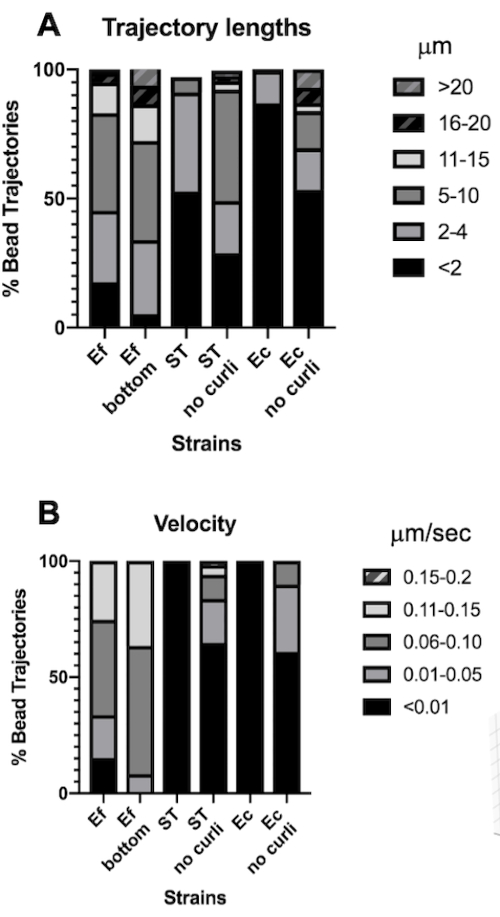 Bead trajectories graph; trajectory lengths and velocities for bacterial strains, percent distribution.