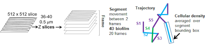 4D biofilm analysis diagram; Z slices, segment movement, trajectory, cellular density visualization.