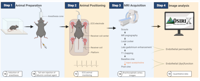 Animal MRI process: anesthesia, electrode positioning, angiography, MR images, data analysis.