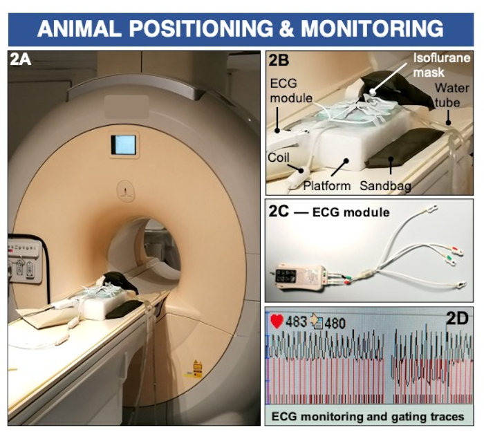 Animal MRI setup with ECG monitoring; includes coil, platform, isoflurane mask, ECG traces.