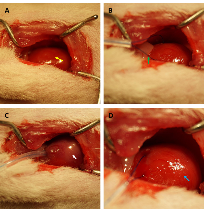 Surgical procedure in four stages, showing ocular exposure and manipulation in animal model study.