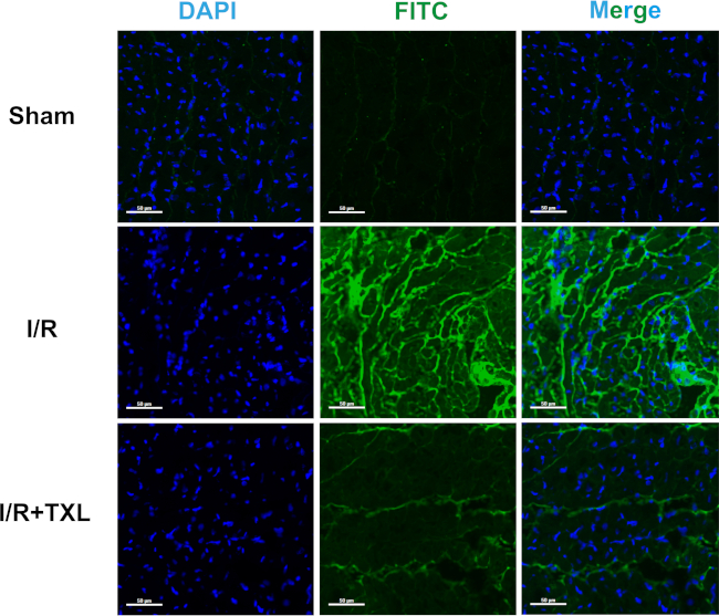 Fluorescence microscopy of DAPI and FITC stained tissues; cell imaging and analysis comparison.