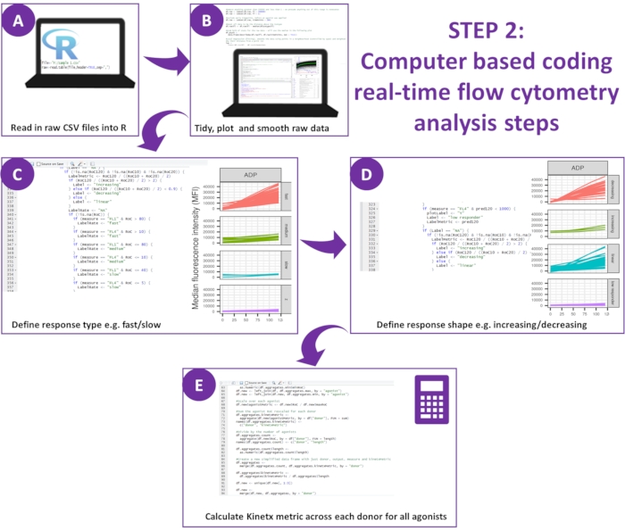 Flow cytometry analysis steps in R; CSV import, data smoothing, response type/shape definition, Kinetx.